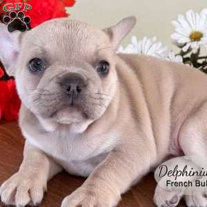 AKC Delphinium, French Bulldog Puppy