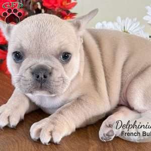 AKC Delphinium, French Bulldog Puppy