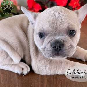AKC Delphinium, French Bulldog Puppy