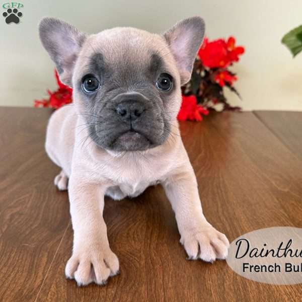 AKC Dianthus, French Bulldog Puppy