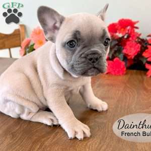 AKC Dianthus, French Bulldog Puppy