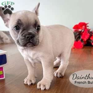 AKC Dianthus, French Bulldog Puppy