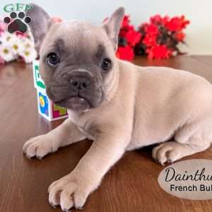 AKC Dianthus, French Bulldog Puppy