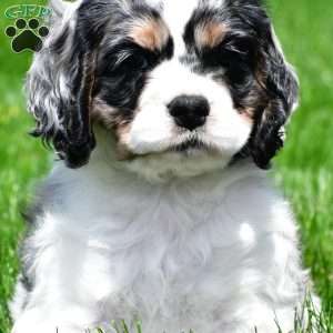 dillan, Cocker Spaniel Puppy