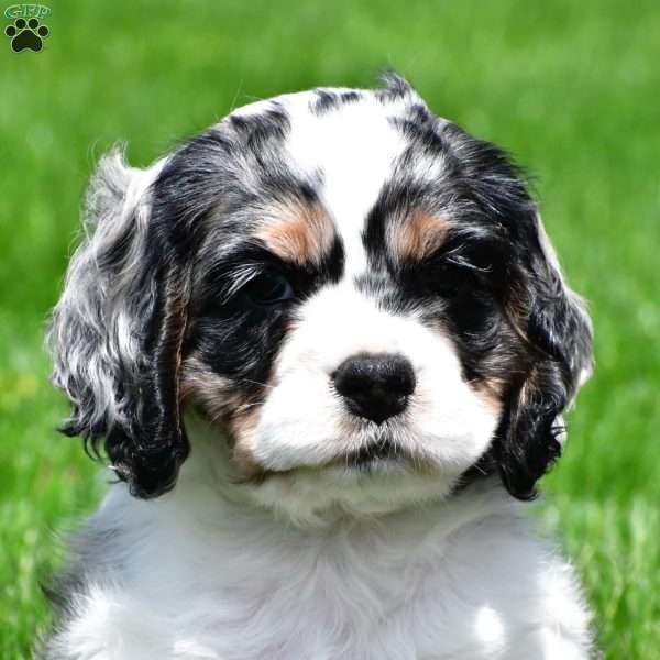 dillan, Cocker Spaniel Puppy