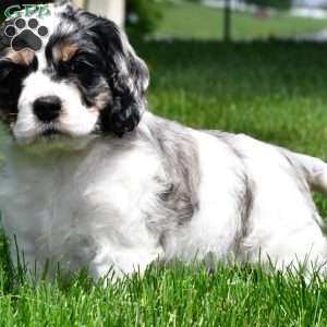 dillan, Cocker Spaniel Puppy