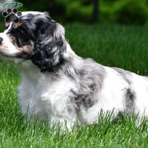 dillan, Cocker Spaniel Puppy