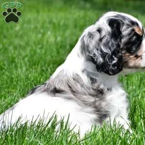 dillan, Cocker Spaniel Puppy