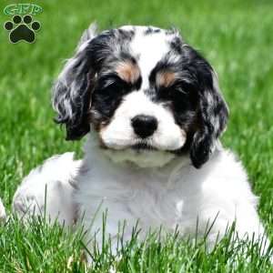 dillan, Cocker Spaniel Puppy