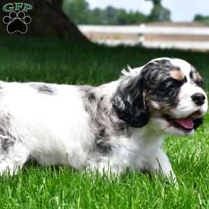 dillan, Cocker Spaniel Puppy
