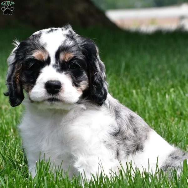 dillan, Cocker Spaniel Puppy