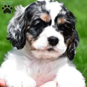 dillan, Cocker Spaniel Puppy