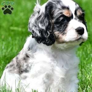 dillan, Cocker Spaniel Puppy