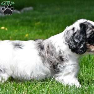 dillan, Cocker Spaniel Puppy