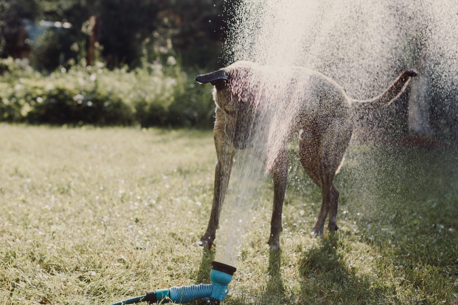 What to Know About Water Intoxication in Dogs