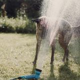 dog playing with a sprinkler in the yard