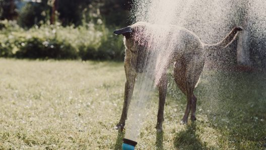 What to Know About Water Intoxication in Dogs