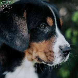 Dolly, Greater Swiss Mountain Dog Puppy