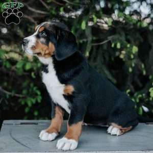 Dolly, Greater Swiss Mountain Dog Puppy