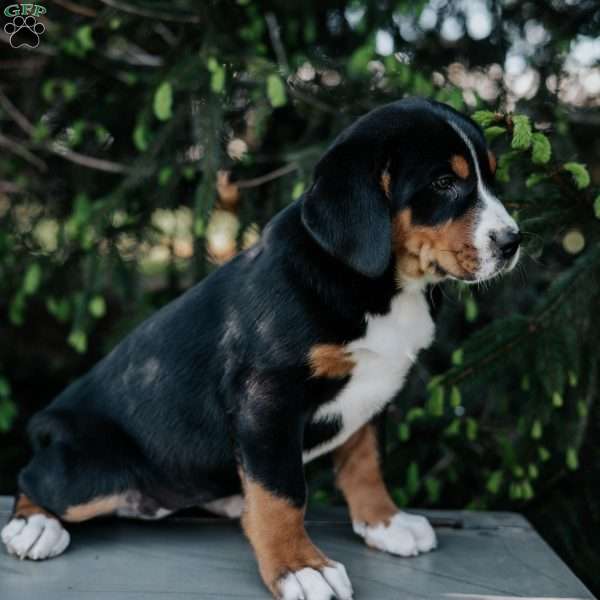Dolly, Greater Swiss Mountain Dog Puppy