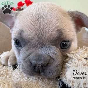AKC Dover, French Bulldog Puppy