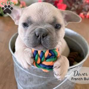 AKC Dover, French Bulldog Puppy