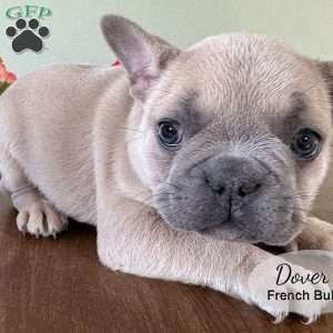 AKC Dover, French Bulldog Puppy