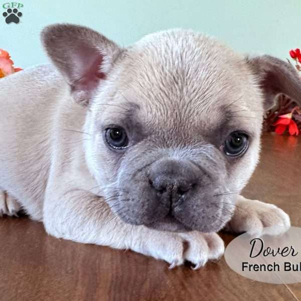 AKC Dover, French Bulldog Puppy
