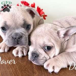 AKC Daisy, French Bulldog Puppy