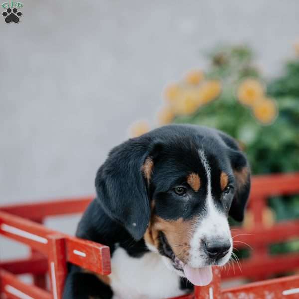 Darla, Greater Swiss Mountain Dog Puppy