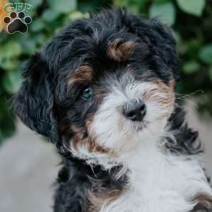 Gabby, Mini Bernedoodle Puppy