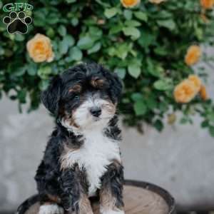 Gabby, Mini Bernedoodle Puppy