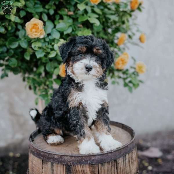 Gabby, Mini Bernedoodle Puppy