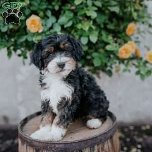 Gabby, Mini Bernedoodle Puppy