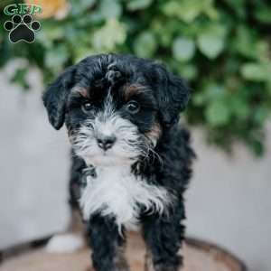 George, Mini Bernedoodle Puppy