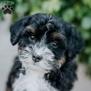 George, Mini Bernedoodle Puppy