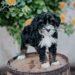 George, Mini Bernedoodle Puppy