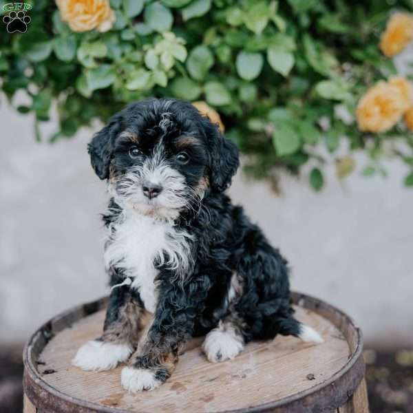 George, Mini Bernedoodle Puppy