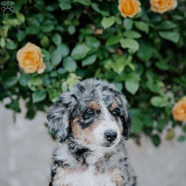 Gerry, Mini Bernedoodle Puppy