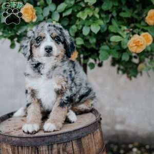 Gerry, Mini Bernedoodle Puppy