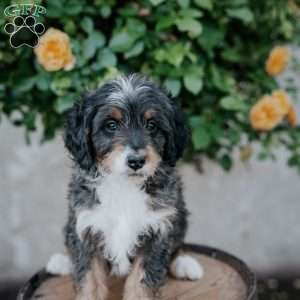 Gus, Mini Bernedoodle Puppy