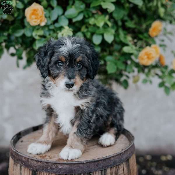 Gus, Mini Bernedoodle Puppy