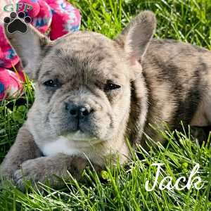 Jack, French Bulldog Mix Puppy