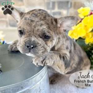 Jack, French Bulldog Mix Puppy