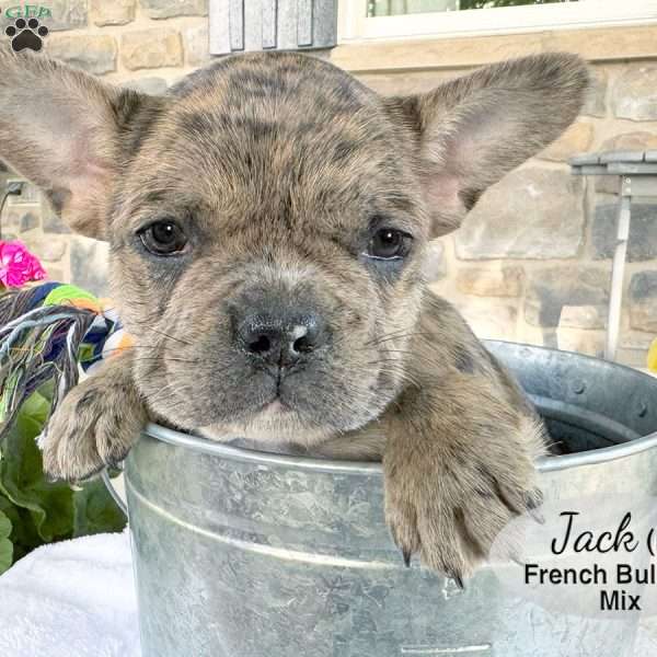 Jack, French Bulldog Mix Puppy