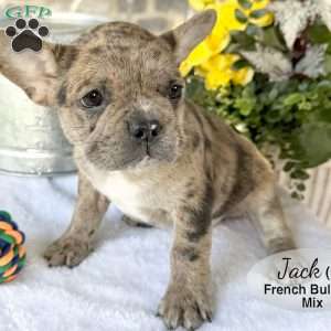 Jack, French Bulldog Mix Puppy