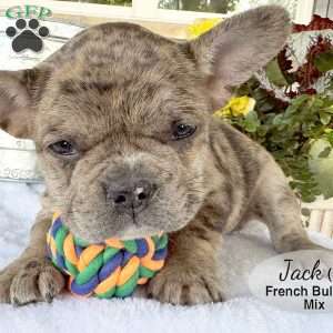 Jack, French Bulldog Mix Puppy