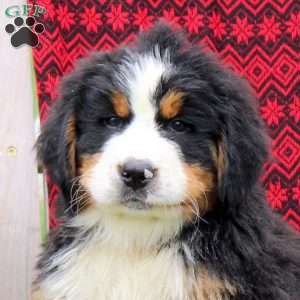Jason, Bernese Mountain Dog Puppy