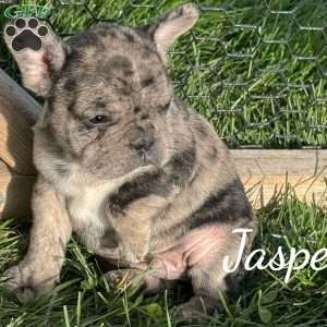 Jasper, French Bulldog Mix Puppy