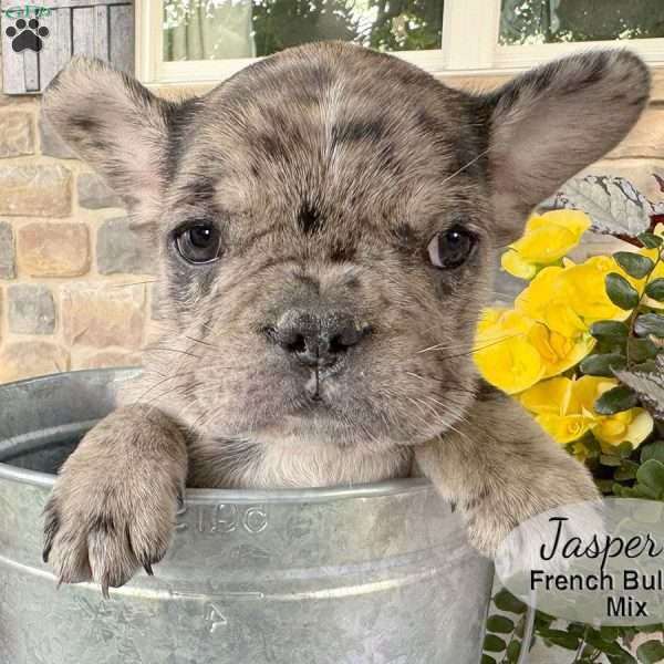 Jasper, French Bulldog Mix Puppy